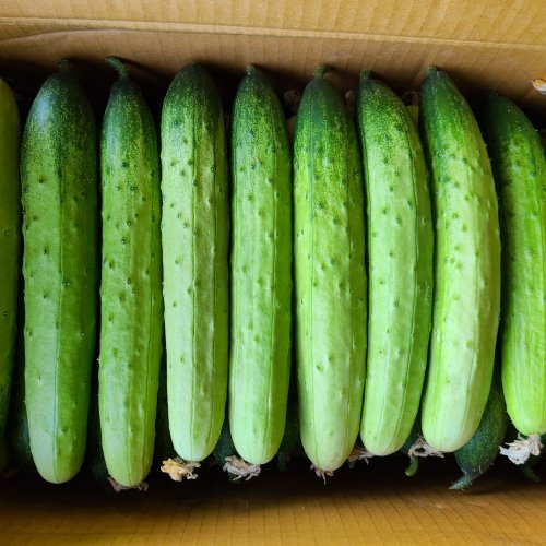 지오이 백오이 백다다기 오이 특품, 2kg, 1박스
